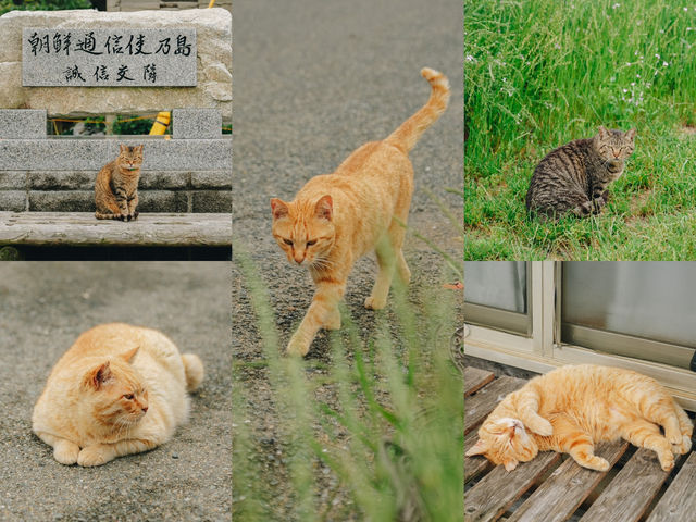 เราจะพาไปเกาะที่มีประชากรแมวมากกว่าร้อยตัว🐈