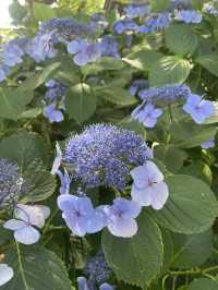 【神奈川県/鎌倉　紫陽花がキレイに咲いている穴場スポット】