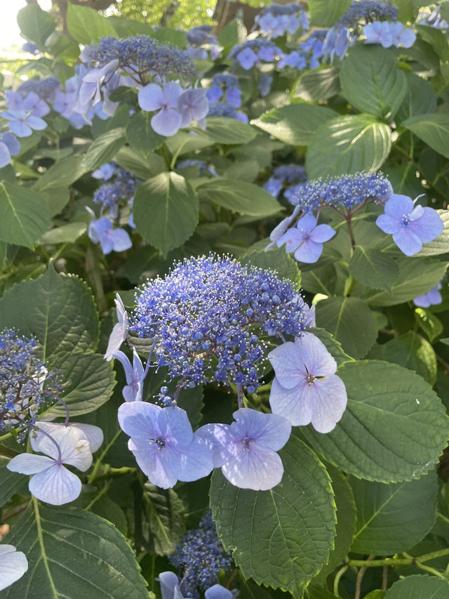 【神奈川県/鎌倉　紫陽花がキレイに咲いている穴場スポット】