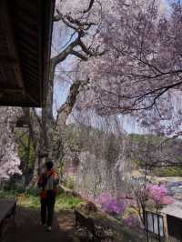 🌸長野・高遠城址公園｜「天下第一の桜」と称される絶景の桜名所