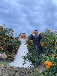 🍊 Jeju Orange Field – A Dreamy Summer Wedding Destination Straight Out of a K-Drama 🍊