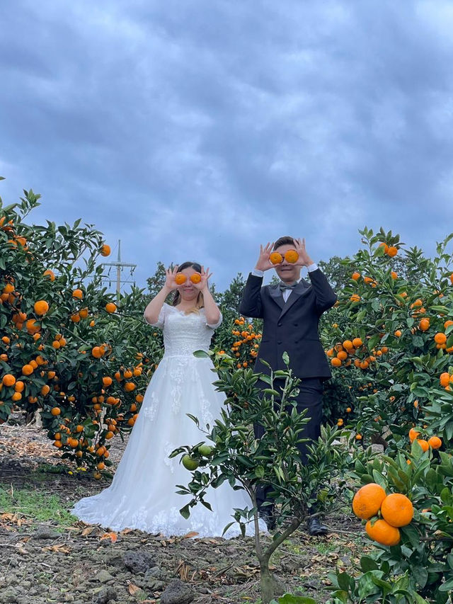 🍊 Jeju Orange Field – A Dreamy Summer Wedding Destination Straight Out of a K-Drama 🍊