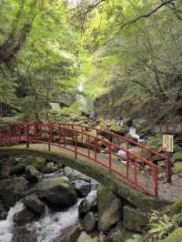 【伝説と紅葉が彩る癒しの滝🌿白藤の滝で静寂と出会う旅】