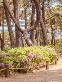 Songnim Park (송림공원), Busan: A Lush Retreat Famous for its Hydrangeas