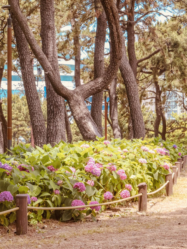 Songnim Park (송림공원), Busan: A Lush Retreat Famous for its Hydrangeas