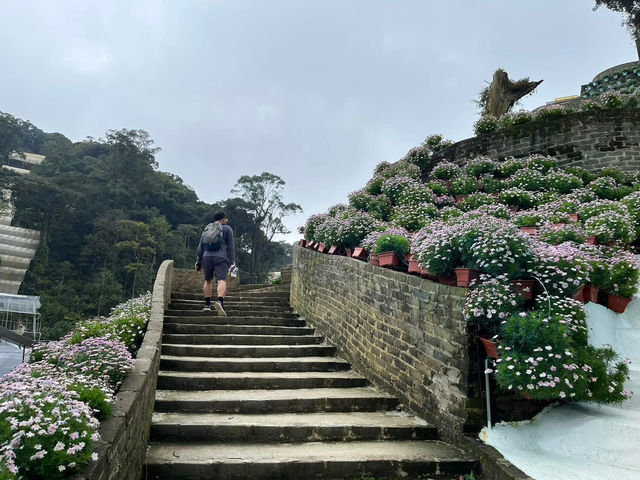 🌸 Blooming Lovely at Flora Park, Cameron Highlands