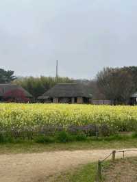 日本絕景🇯🇵在粉蝶花💜🤍海裡當一回宮崎駿主 角  