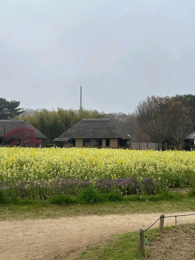 日本絕景🇯🇵在粉蝶花💜🤍海裡當一回宮崎駿主 角  