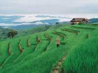 นาขั้นบันได บ้านป่าบงเปียง