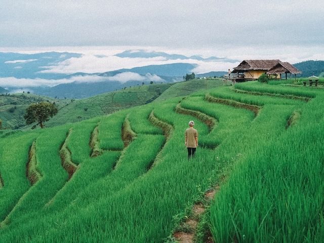 นาขั้นบันได บ้านป่าบงเปียง