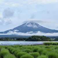 สวนโออิชิ ปาร์ค