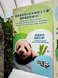 【黃竹坑】香港海洋公園：探訪大熊貓雙胞胎家姐細佬