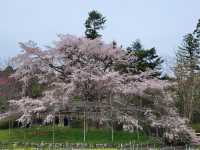四季皆美的京都府立植物園