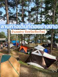 ลานกางเต็นท์ดอยอ่างขาง
