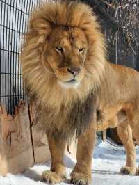 跟著企鵝走！北海道高人氣旭山動物園雪季巡禮