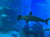 Underwater Dreams at Ocean Suites