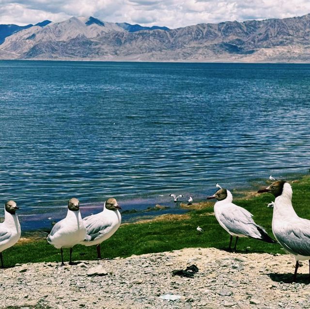 中國西藏阿里著名景點班公湖旅行遊玩攻略，適合打卡拍照📸
