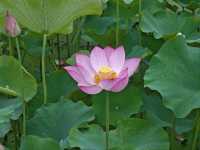 Hongcun – Where History Flows Like Water
