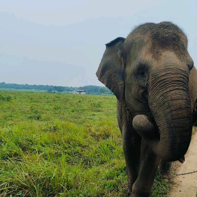 Way Kambas National Park, Lampung
