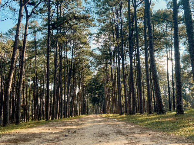 🌲🍃 สวนสนบ่อแก้ว |