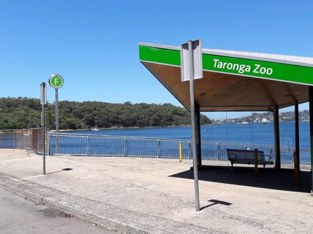🐨 Taronga Zoo Sydney สวนสัตว์ที่วิวดีที่สุดในโลก!