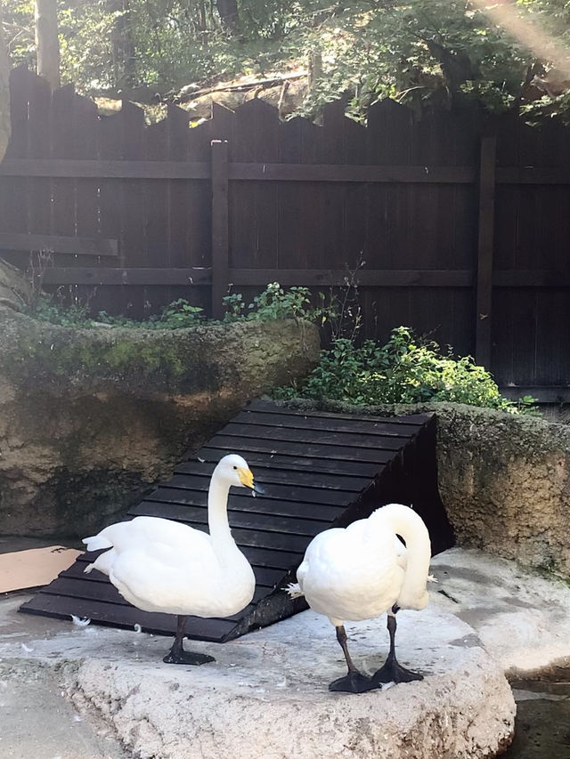 Summer Zoo Stroll: Everland, Korea