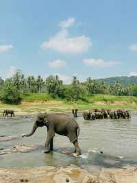 【ピンナワラゾウの孤児院】🇱🇰スリランカ