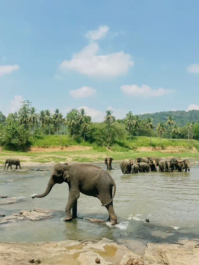 [Pinnawala Elephant Orphanage] 🇱🇰Sri Lanka