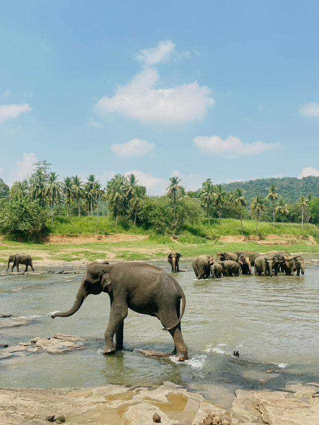 【ピンナワラゾウの孤児院】🇱🇰スリランカ