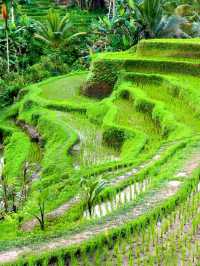 Tegallalang Rice Terraces: Nature’s Beautiful Staircase