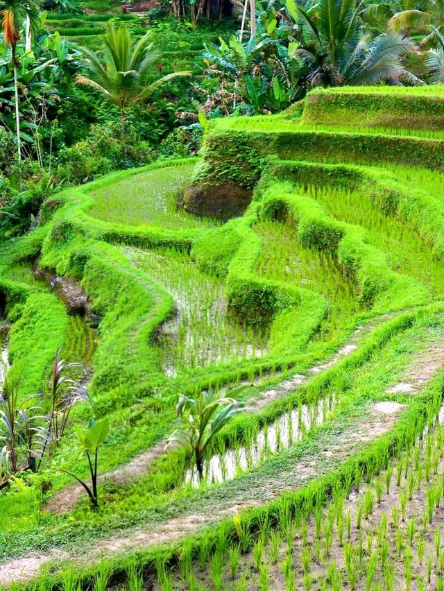 Tegallalang Rice Terraces: Nature’s Beautiful Staircase