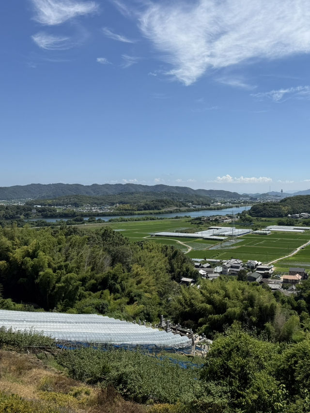 🍇 Grapes picking at Ishihara Orchard