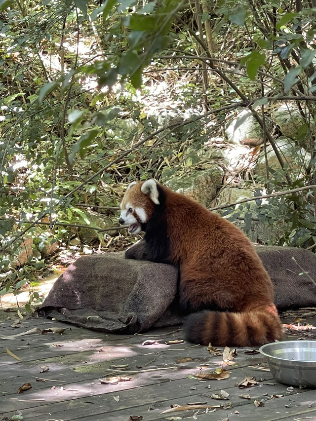 มาดู Red panda กันค่า❤️