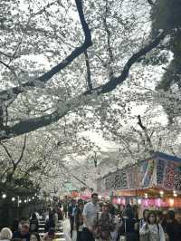 東京櫻花🌸