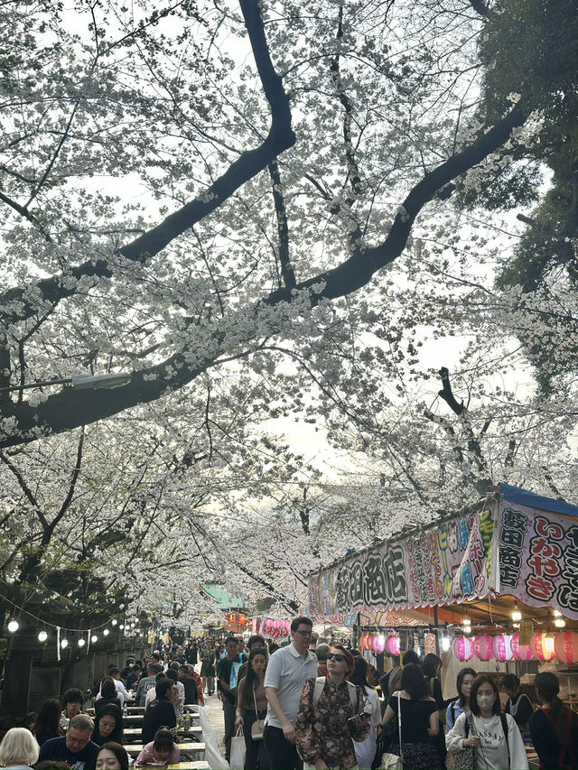 東京櫻花🌸 東京櫻花🌸