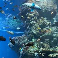  🌊 SEA Aquarium Singapore – Dive Into the Deep Blue 🐠🐟