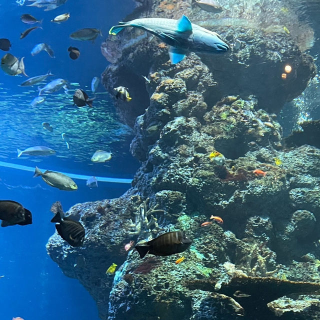  🌊 SEA Aquarium Singapore – Dive Into the Deep Blue 🐠🐟