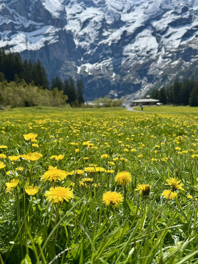 Swiss Trip!  Swiss Trip!