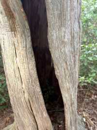 Cattus Island County Park – New Jersey