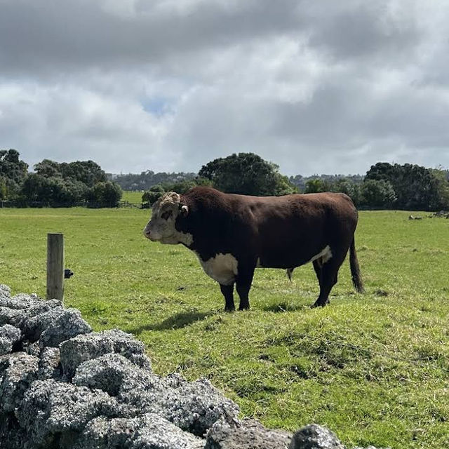 Ambury Regional Park – City-Farm & Harbour Retreat on Auckland’s Shores