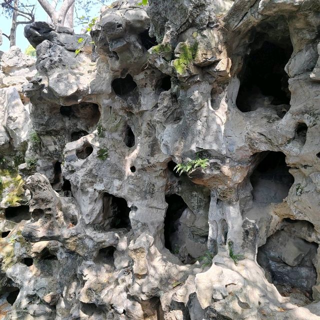 蘇州假山迷宮大揭秘！獅子林的元代園林美學⛰️
