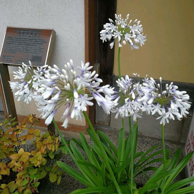 鎌倉長谷寺賞花靚景推介🌼 鎌倉長谷寺賞花靚景推介🌼