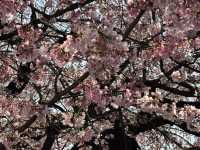 ๐ธ ๋์ฟ ์ฐ์๋
ธ๊ณต์ (Ueno Park)