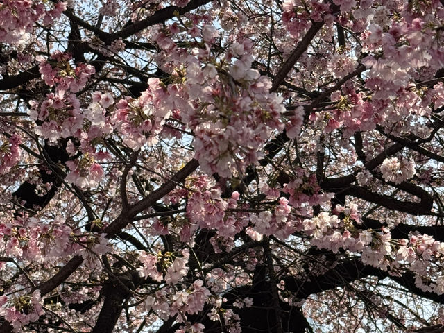 ๐ธ ๋์ฟ ์ฐ์๋
ธ๊ณต์ (Ueno Park) ๐ธ ๋์ฟ ์ฐ์๋
ธ๊ณต์ (Ueno Park)