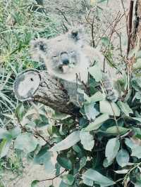 悉尼塔龍加動物園