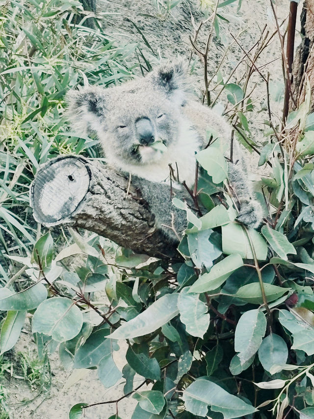 悉尼塔龍加動物園