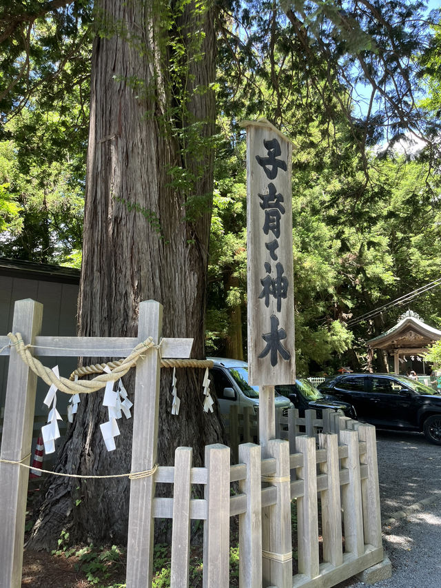 【秋日限定】淺間公園的夢幻畫面
