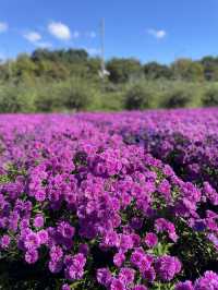 Best autumn escapes near Seoul-Nari Park in Yangju