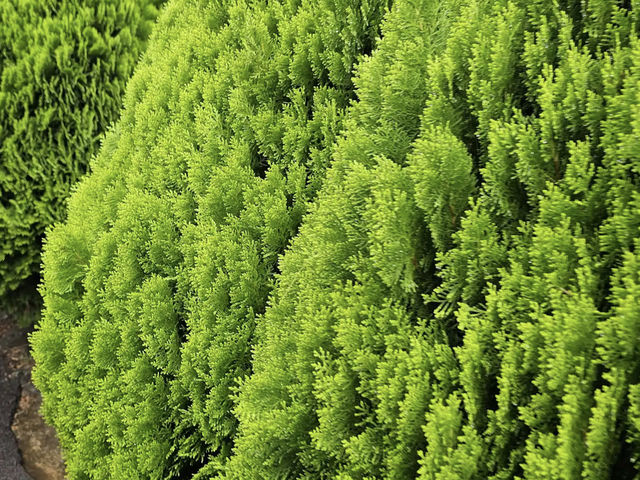 Jeju herb garden