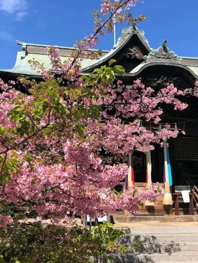 SAKURA JINGU.